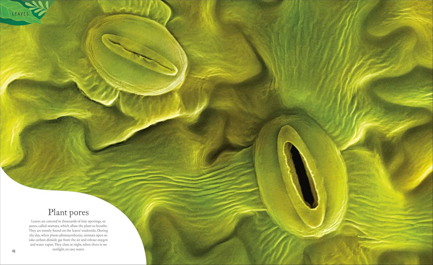 The Secret World of Plants
