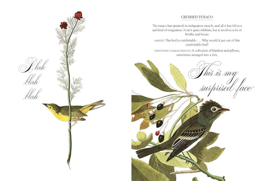 Effin' Birds: A Field Guide to Identification