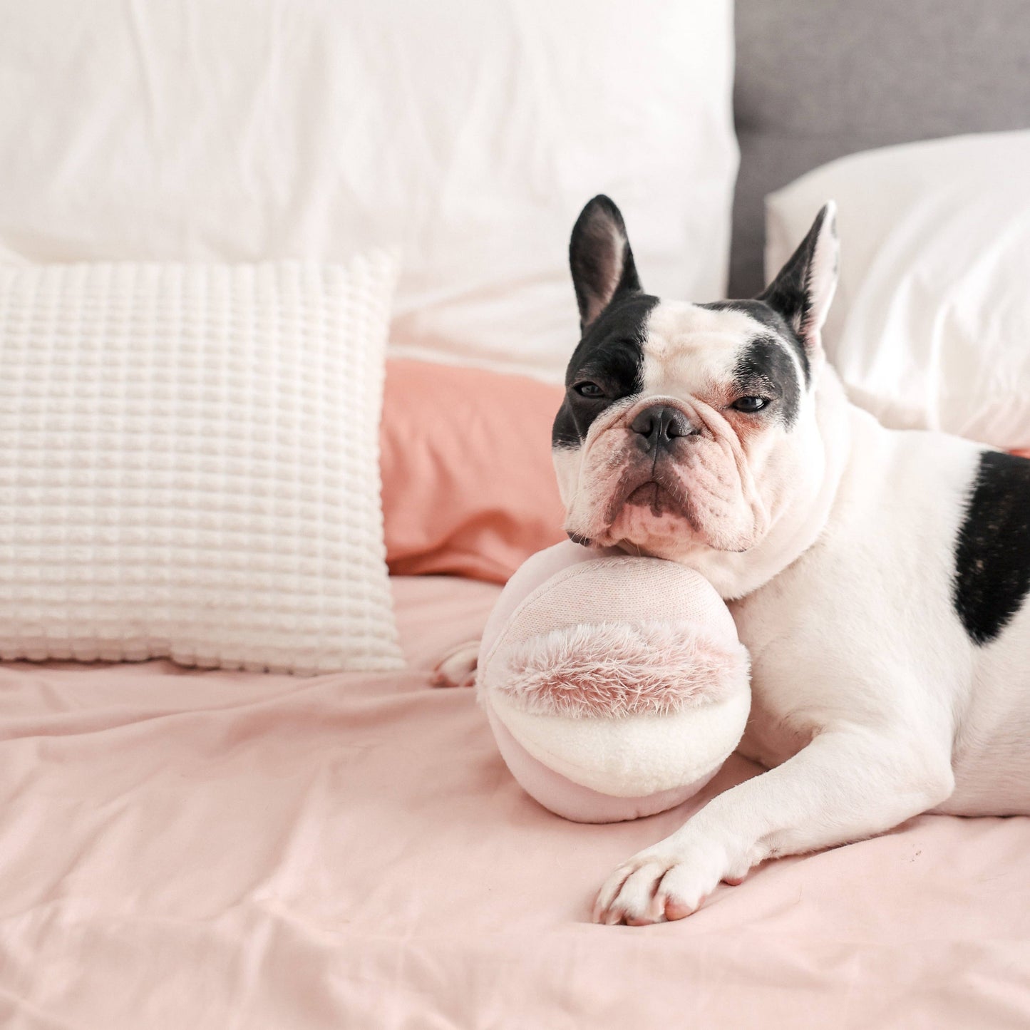 Toto Enrichment Dog Toy