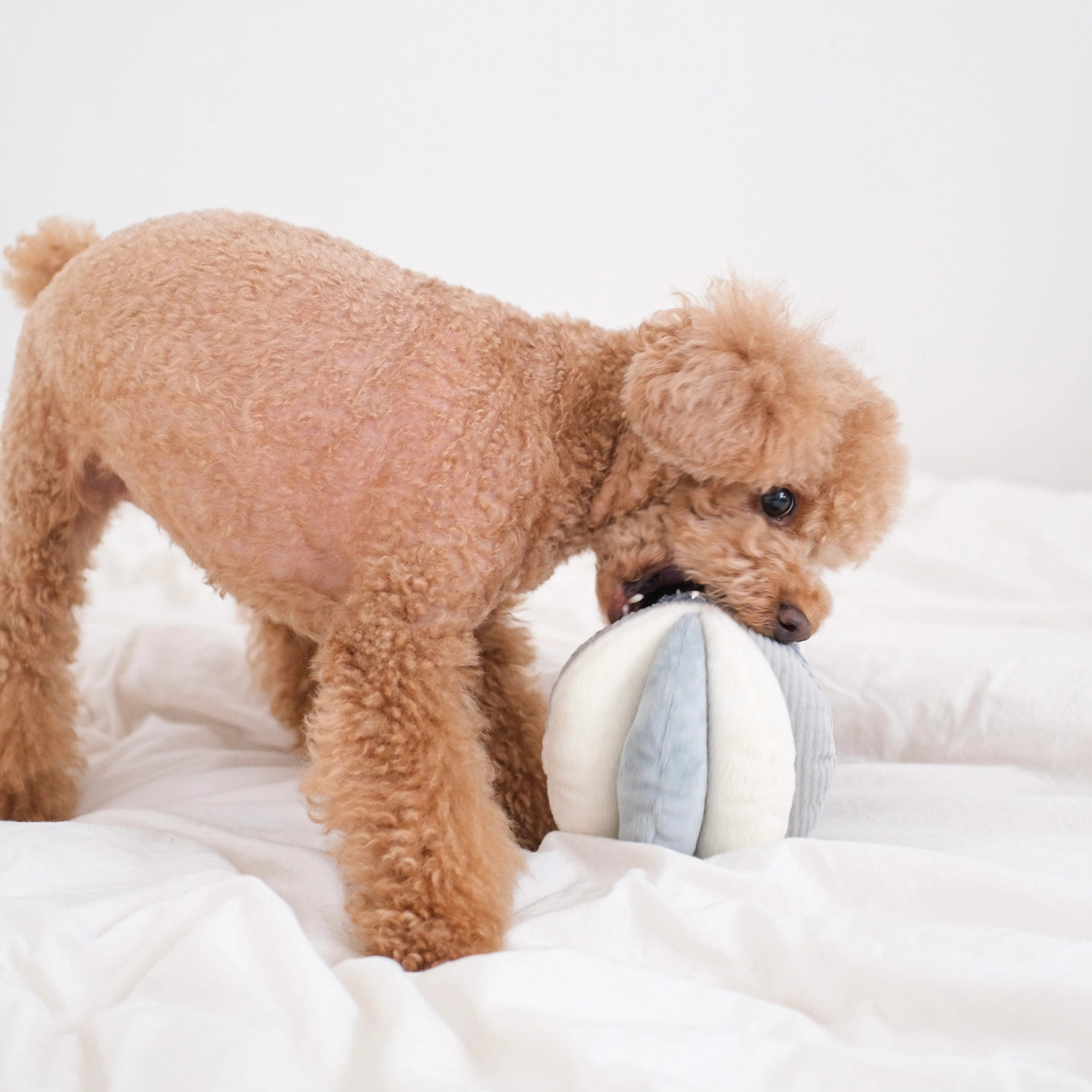 Toto Enrichment Dog Toy