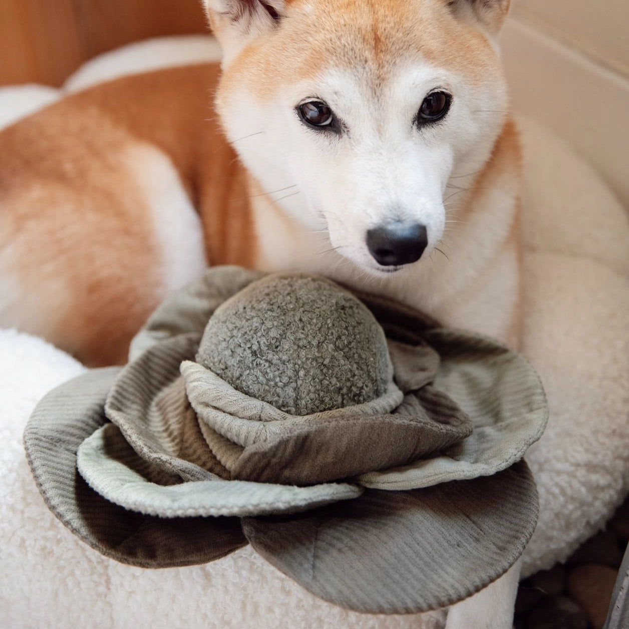 Cabbage Enrichment Toy