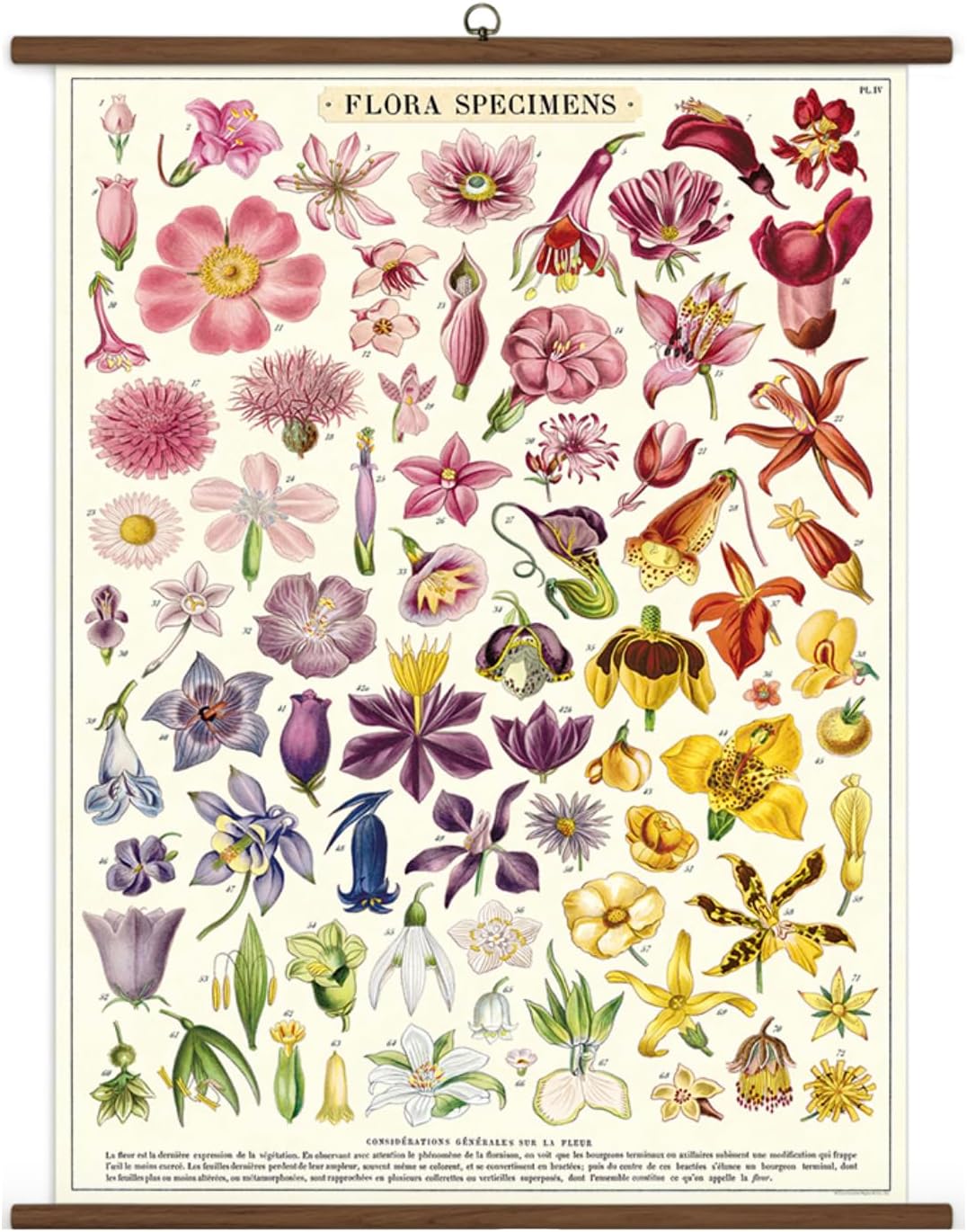 Flora Specimens Vintage School Chart