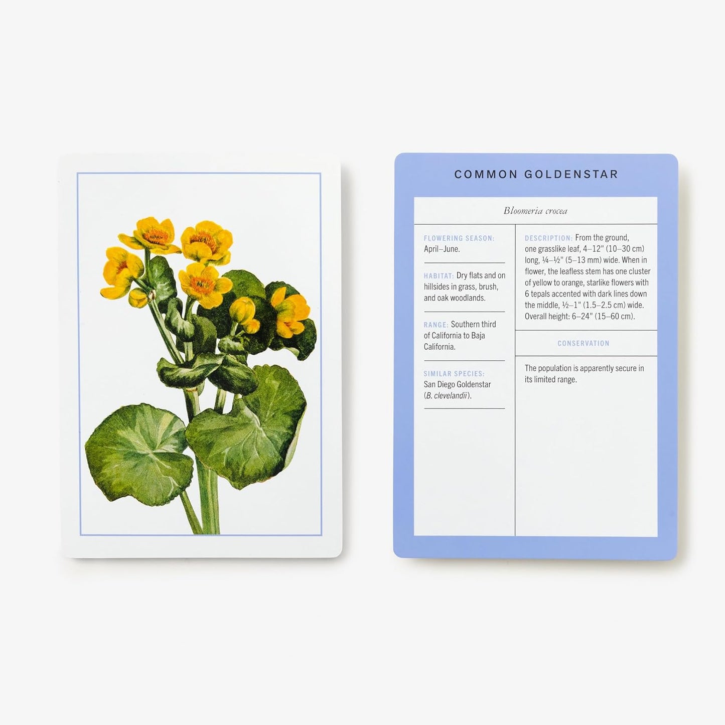 New York Botanical Garden Wildflower Identification Flashcards
