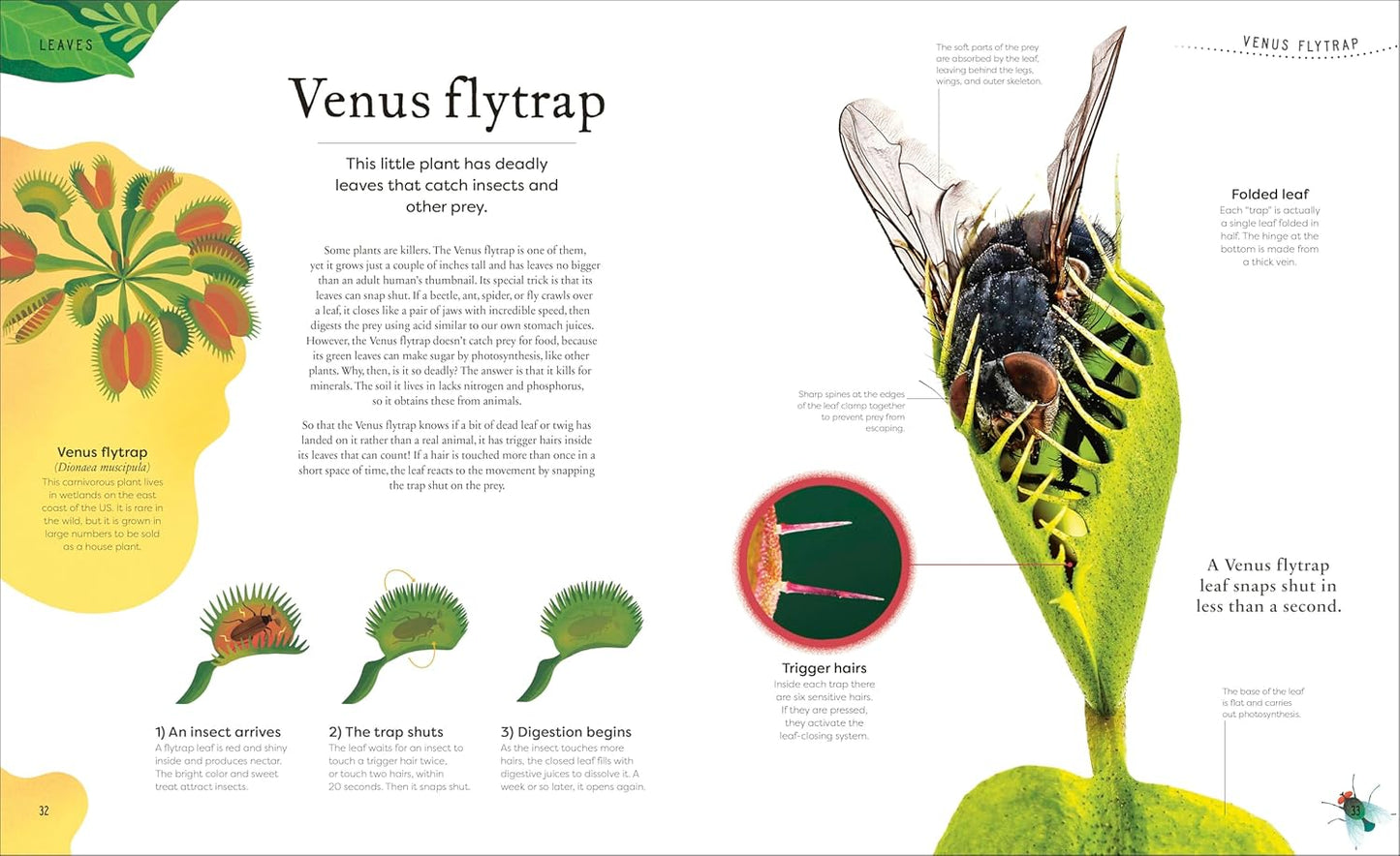 The Secret World of Plants