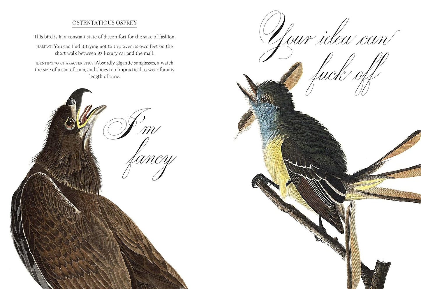 Effin' Birds: A Field Guide to Identification