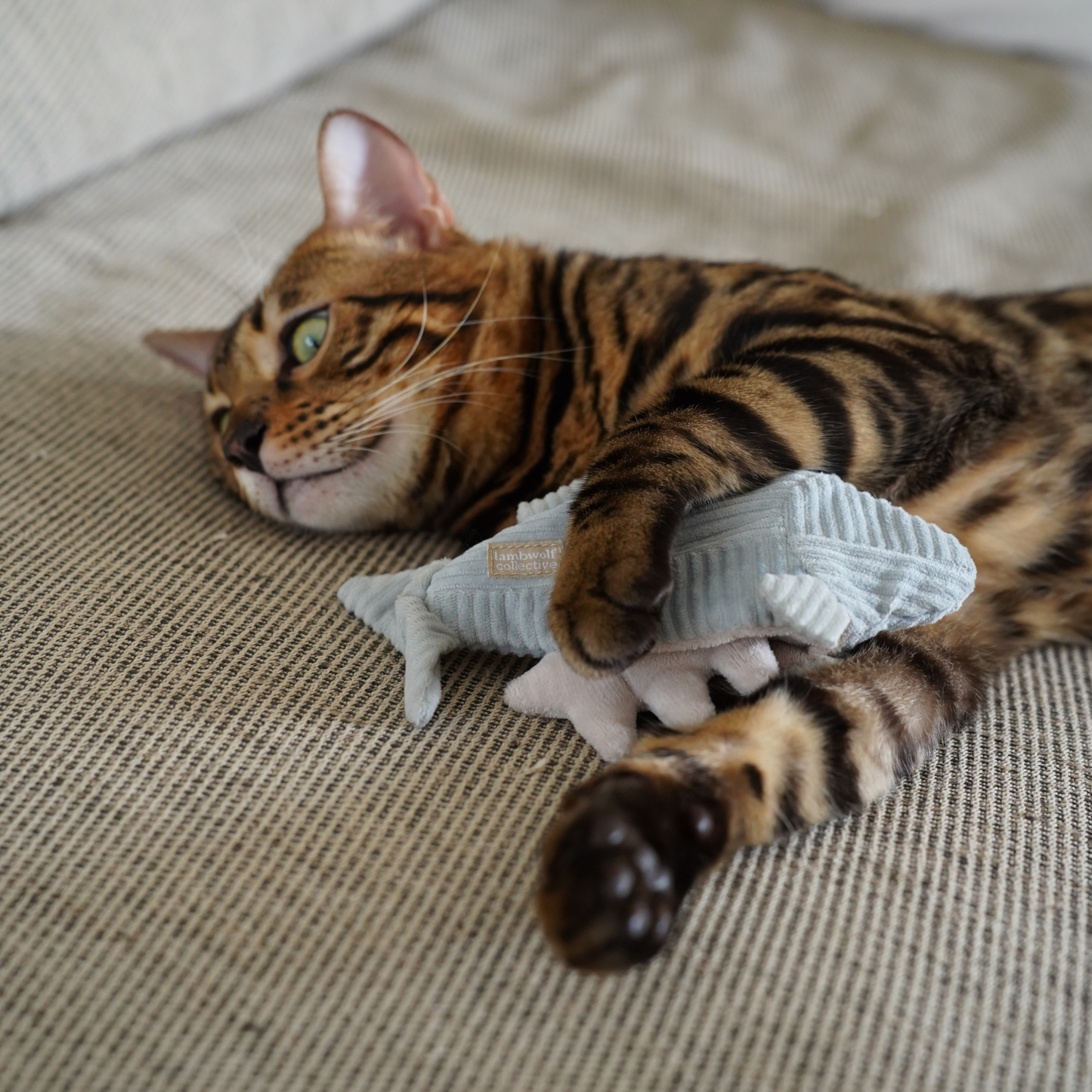 Kitty Trout